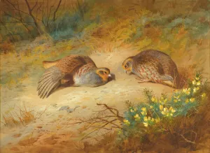 Grey Partridge by Archibald Thorburn Oil Painting