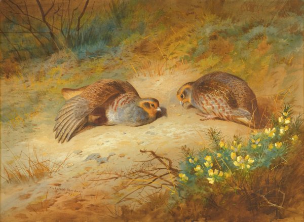 Grey Partridge  by Archibald Thorburn - Hand-Painted Oil Painting Reproduction