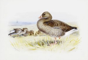 Greylag Goose by Archibald Thorburn Oil Painting