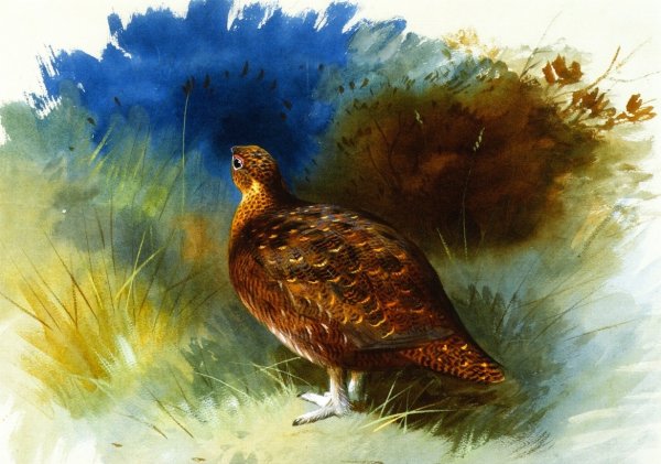 Grouse by Archibald Thorburn - Hand-Painted Oil Painting Reproduction