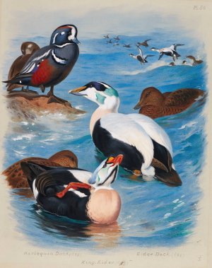 Harlequin And Eider Ducks by Archibald Thorburn Oil Painting