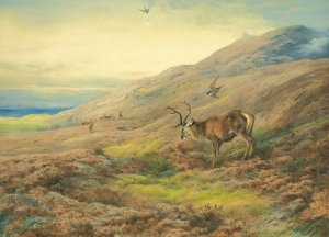 In The Highlands, Red Stag Mobbed By A Pair Of Peregrines Oil painting by Archibald Thorburn