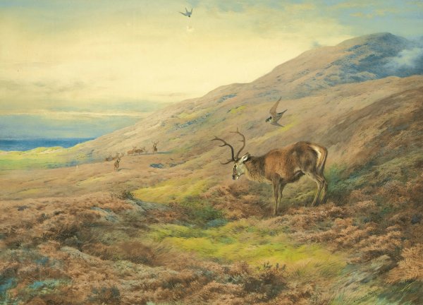 In The Highlands, Red Stag Mobbed By A Pair Of Peregrines  by Archibald Thorburn - Hand-Painted Oil Painting Reproduction