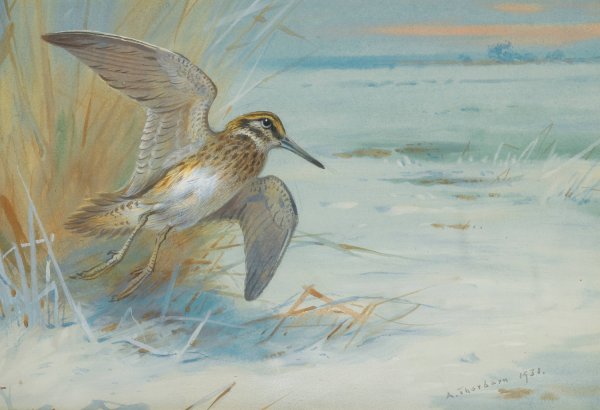 Jack Snipe Rising  by Archibald Thorburn - Hand-Painted Oil Painting Reproduction
