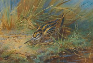 Jack Snipe by Archibald Thorburn Oil Painting