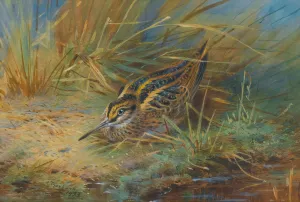 Jack Snipe by Archibald Thorburn Oil Painting