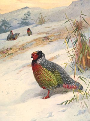 Kuser's Blood Partridge by Archibald Thorburn Oil Painting