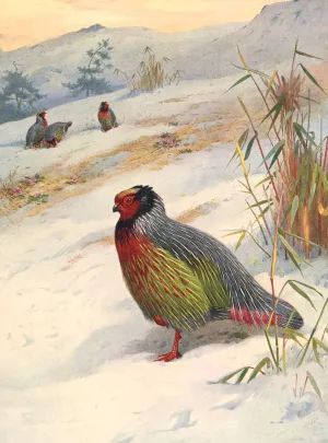 Kuser's Blood Partridge Oil painting by Archibald Thorburn