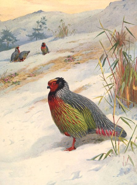 Kuser's Blood Partridge  by Archibald Thorburn - Hand-Painted Oil Painting Reproduction