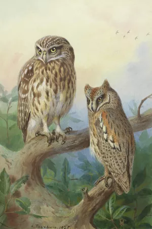 Little Owl And Scops Owl Oil painting by Archibald Thorburn