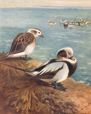 Long-Tailed Duck by Archibald Thorburn Oil Painting