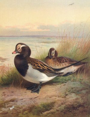 Long-Tailed Duck by Archibald Thorburn Oil Painting