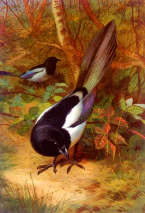 Magpies Oil painting by Archibald Thorburn