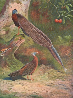 Malay Argus Pheasant by Archibald Thorburn Oil Painting