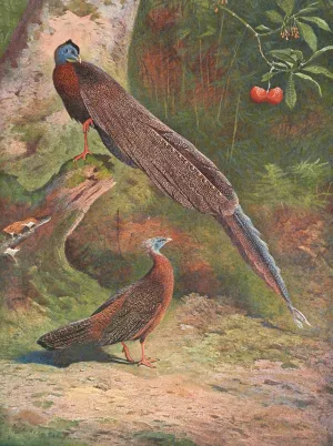 Malay Argus Pheasant by Archibald Thorburn Oil Painting