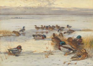 Mallard and teal on a snowy marsh by Archibald Thorburn Oil Painting