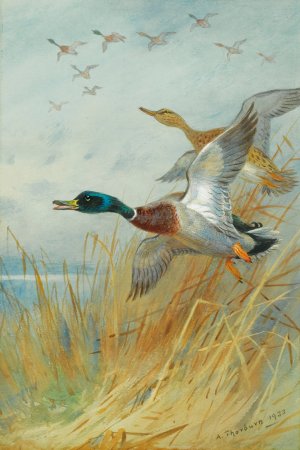 Mallard Rising by Archibald Thorburn Oil Painting
