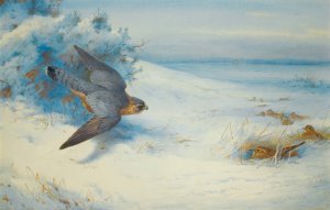 Merlin And Larks Oil painting by Archibald Thorburn