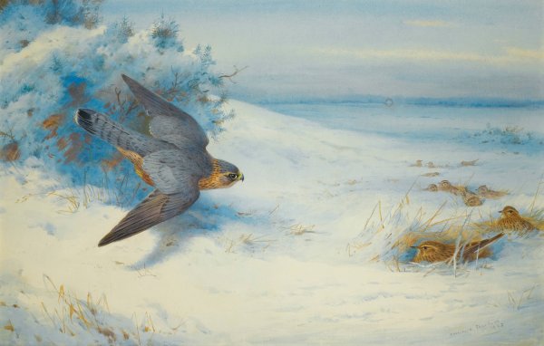 Merlin And Larks  by Archibald Thorburn - Hand-Painted Oil Painting Reproduction