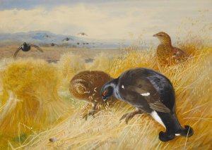 On The Stooks,Blackgame by Archibald Thorburn Oil Painting