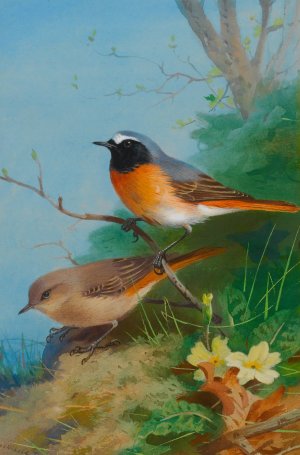 Pair Of Redstarts by Archibald Thorburn Oil Painting