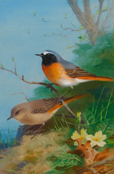 Pair Of Redstarts  by Archibald Thorburn - Hand-Painted Oil Painting Reproduction