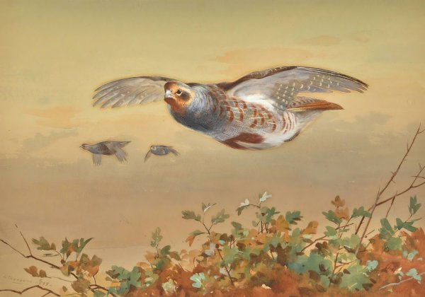 Partridge In Flight  by Archibald Thorburn - Hand-Painted Oil Painting Reproduction