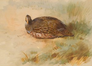 Partridge by Archibald Thorburn Oil Painting