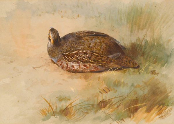 Partridge  by Archibald Thorburn - Hand-Painted Oil Painting Reproduction