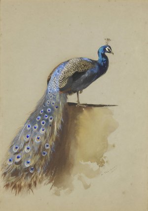 Peacock by Archibald Thorburn Oil Painting