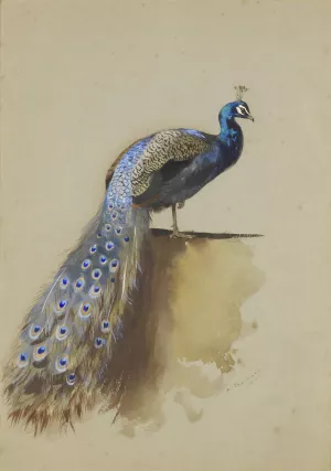 Peacock by Archibald Thorburn Oil Painting