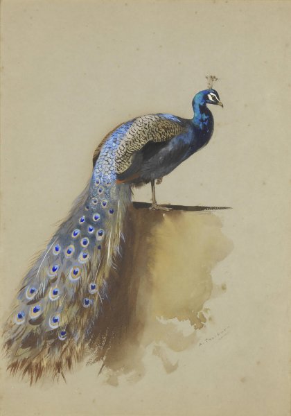 Peacock by Archibald Thorburn - Hand-Painted Oil Painting Reproduction