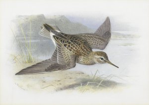 Pectoral Sandpiper by Archibald Thorburn Oil Painting