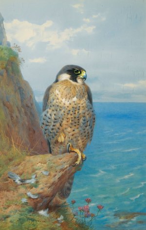 Peregrine At Auchencairn by Archibald Thorburn Oil Painting