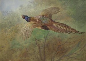 Pheasant In Flight by Archibald Thorburn Oil Painting