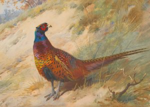 Pheasant Oil painting by Archibald Thorburn