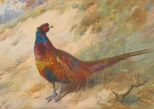 Pheasant by Archibald Thorburn Oil Painting