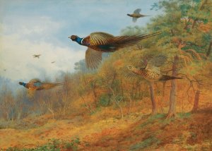 Pheasants Breaking Out Of Cover Oil painting by Archibald Thorburn