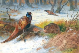 Pheasants In The Snow by Archibald Thorburn Oil Painting
