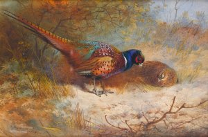 Pheasants by Archibald Thorburn Oil Painting