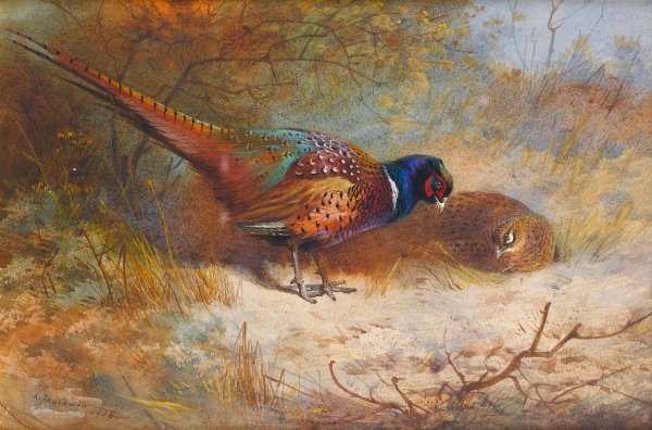 Pheasants  by Archibald Thorburn - Hand-Painted Oil Painting Reproduction