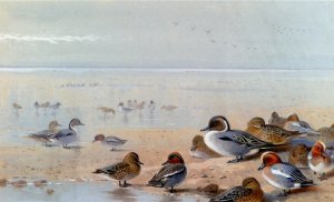 Pintail, Teal And Wigeon, On The Seashore
