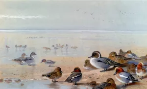 Pintail, Teal And Wigeon, On The Seashore painting by Archibald Thorburn