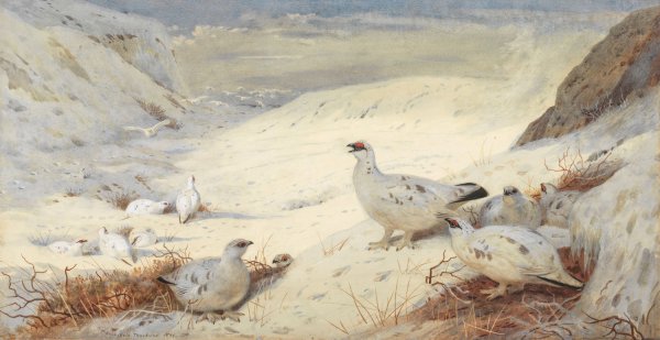 Ptarmigan in winter plumage signed and dated 'Archibald Thorburn. 1899 by Archibald Thorburn - Hand-Painted Oil Painting Reproduction
