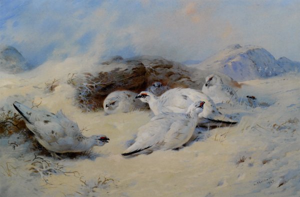 Main Product Photo of Ptarmigan Seeking Shelter Painting by Archibald Thorburn