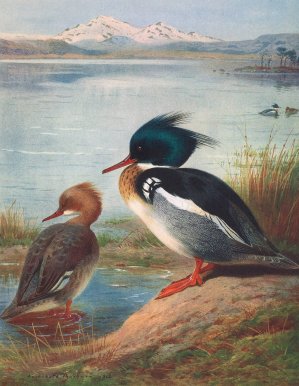Red-Breasted Merganser by Archibald Thorburn Oil Painting