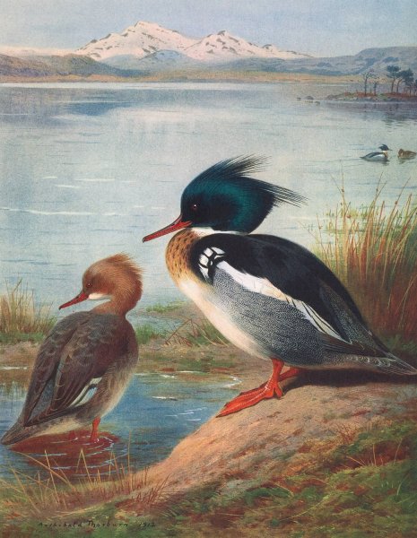 Red-Breasted Merganser  by Archibald Thorburn - Hand-Painted Oil Painting Reproduction