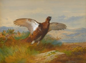 Red Grouse In Flight by Archibald Thorburn Oil Painting
