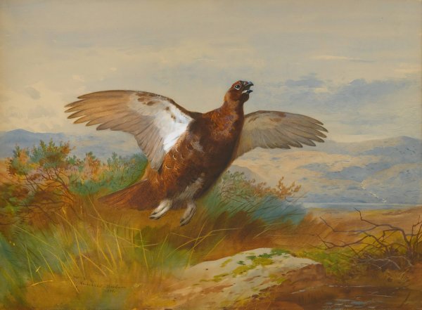 Red Grouse In Flight  by Archibald Thorburn - Hand-Painted Oil Painting Reproduction