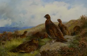 Red Grouse Packing painting by Archibald Thorburn